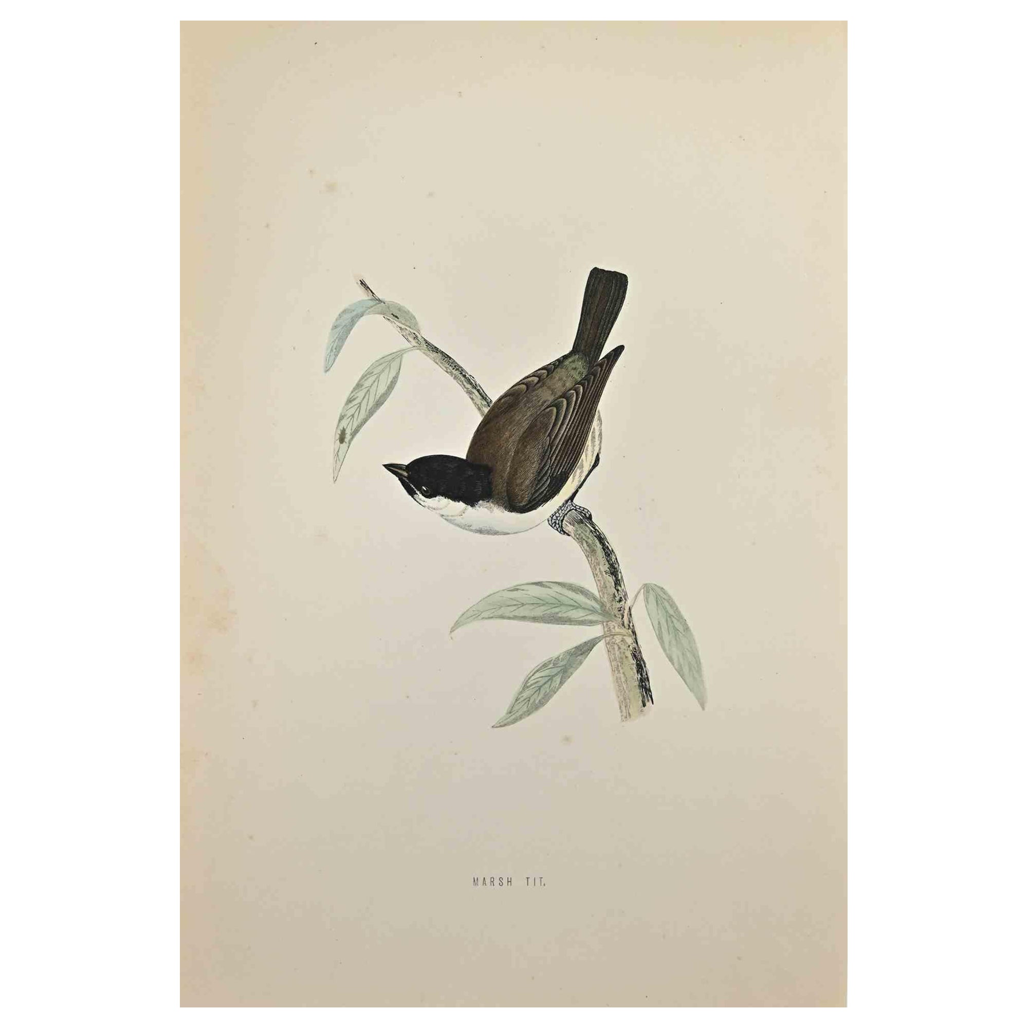 Marsh Tit is a modern artwork realized in 1870 by the British artist Alexander Francis Lydon (1836-1917) . 

Woodcut print, hand colored, published by London, Bell & Sons, 1870.  Name of the bird printed in plate. This work is part of a print suite