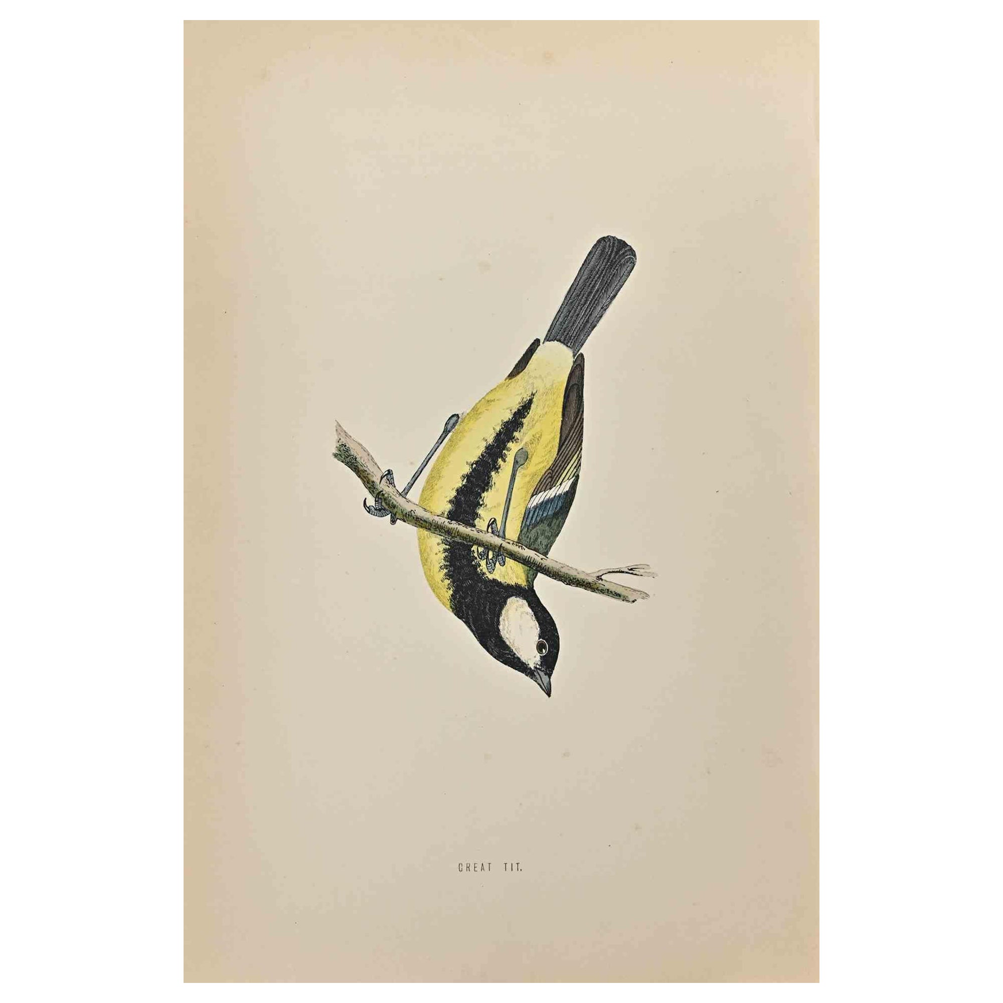 Great Tit - Woodcut Print by Alexander Francis Lydon  - 1870