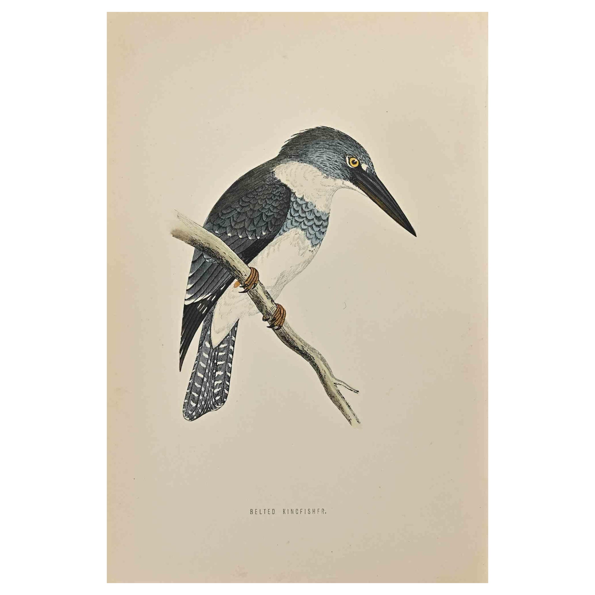 Belted Kingfishfr is a modern artwork realized in 1870 by the British artist Alexander Francis Lydon (1836-1917) . 

Woodcut print, hand colored, published by London, Bell & Sons, 1870.  Name of the bird printed in plate. This work is part of a