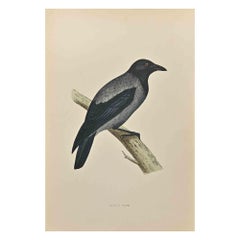 Antique Hooded Crow - Woodcut Print by Alexander Francis Lydon  - 1870