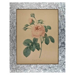Antique Rose - Original Etching by François Langlois - 19th century