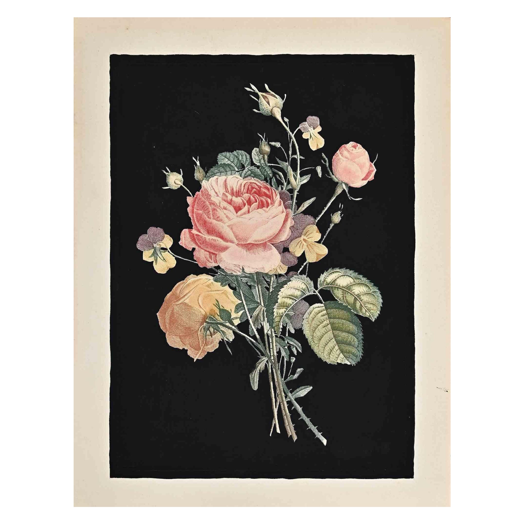 Rose is an oiginal artwork realized by François Langlois after Pierre-Joseph Redouté.

Not signed.

Original etching.

Good conditions apart some tears along the left and right side.

