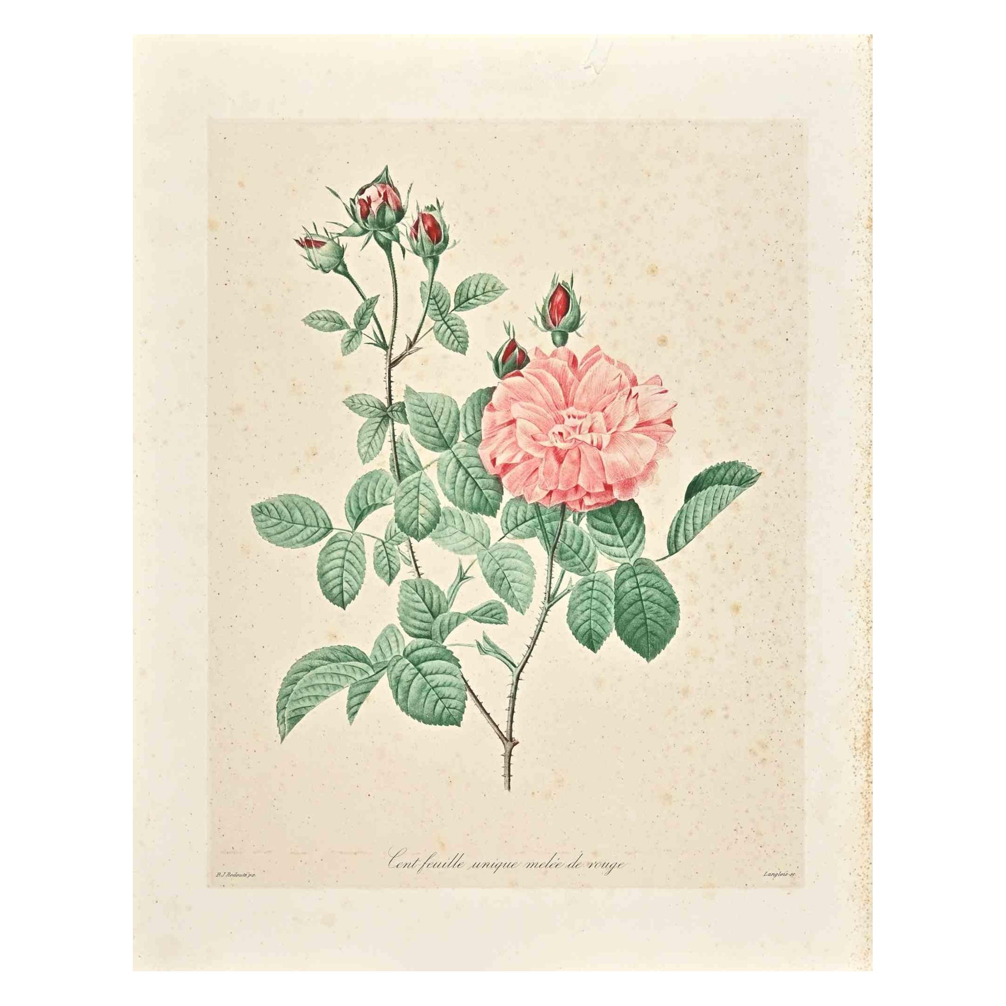 Hundred-Leaf Rose - Original Etching by François Langlois - 19th century