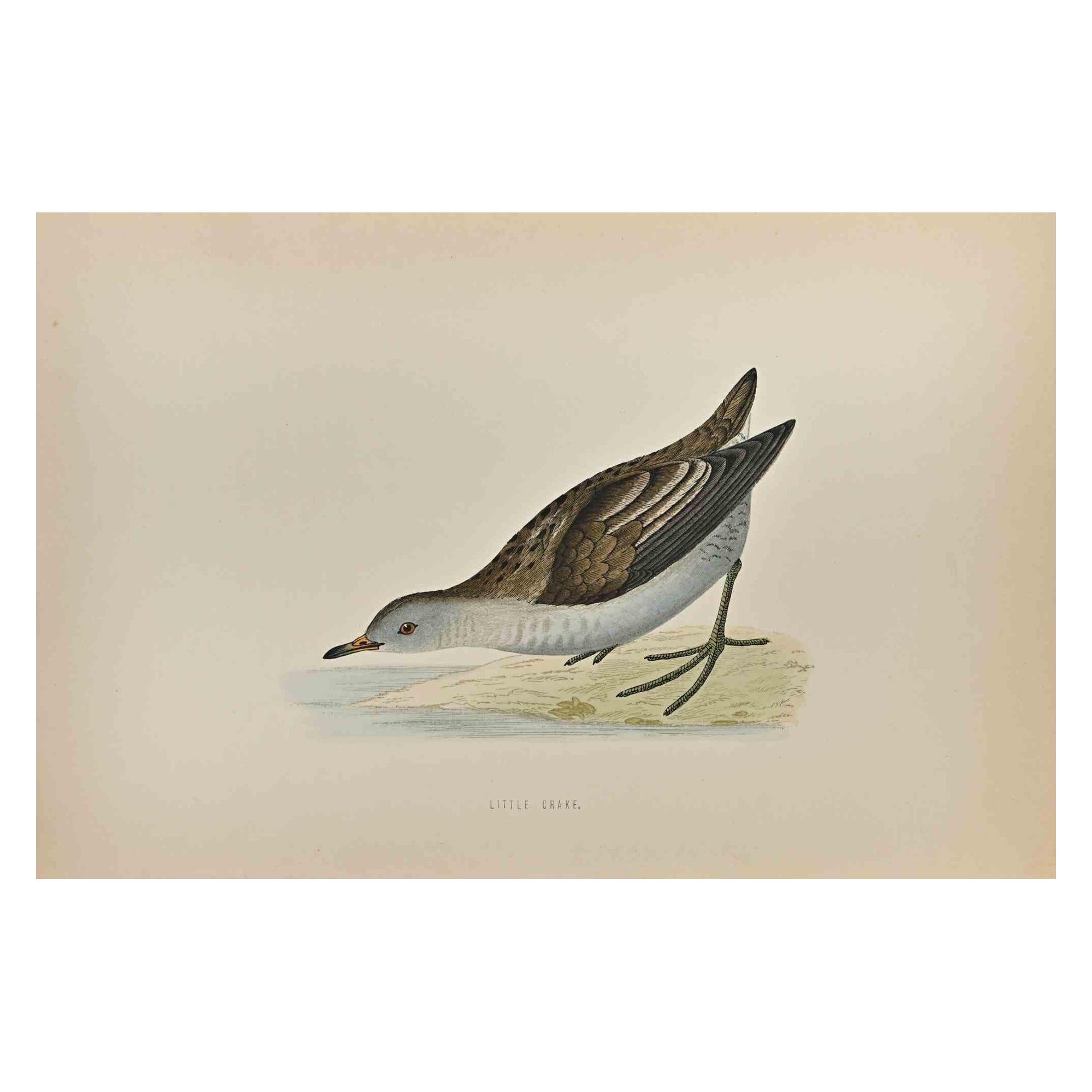 Little Crake  is a modern artwork realized in 1870 by the British artist Alexander Francis Lydon (1836-1917) . 

Woodcut print, hand colored, published by London, Bell & Sons, 1870.  Name of the bird printed in plate. This work is part of a print