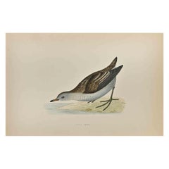 Little Crake - Stampa xilografica di Alexander Francis Lydon  - 1870