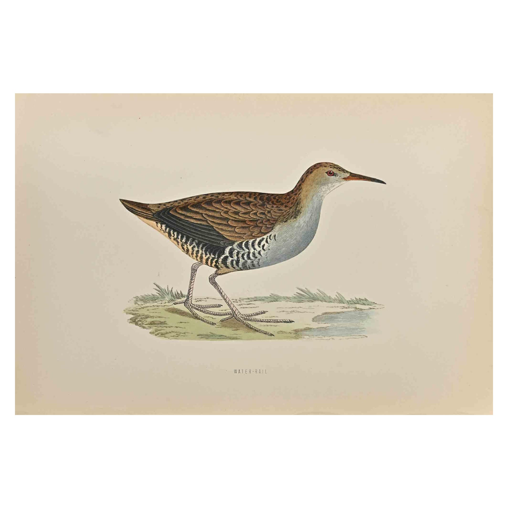 Water-Rail - Woodcut Print by Alexander Francis Lydon  - 1870