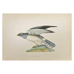 Hen Harrier - Woodcut Print by Alexander Francis Lydon  - 1870