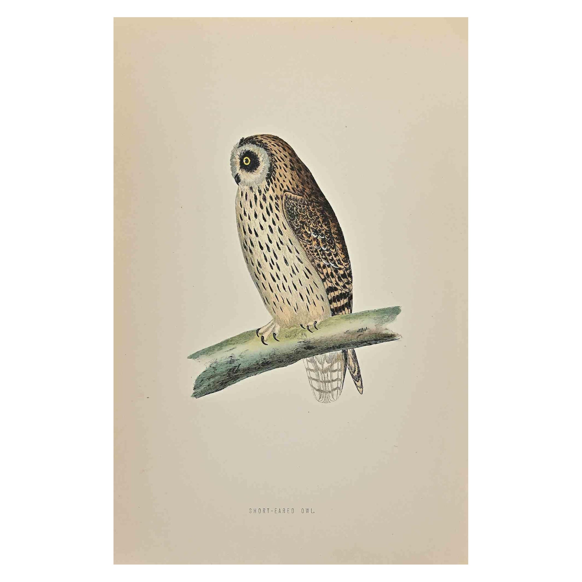 Short-Eared Owl is a modern artwork realized in 1870 by the British artist Alexander Francis Lydon (1836-1917) . 

Woodcut print, hand colored, published by London, Bell & Sons, 1870.  Name of the bird printed in plate. This work is part of a print