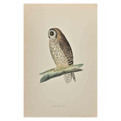Antique Short-Eared Owl - Woodcut Print by Alexander Francis Lydon  - 1870