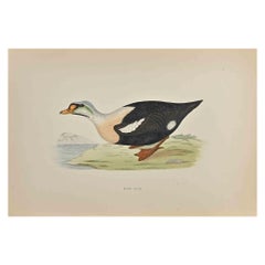 King Duck - Woodcut Print by Alexander Francis Lydon  - 1870