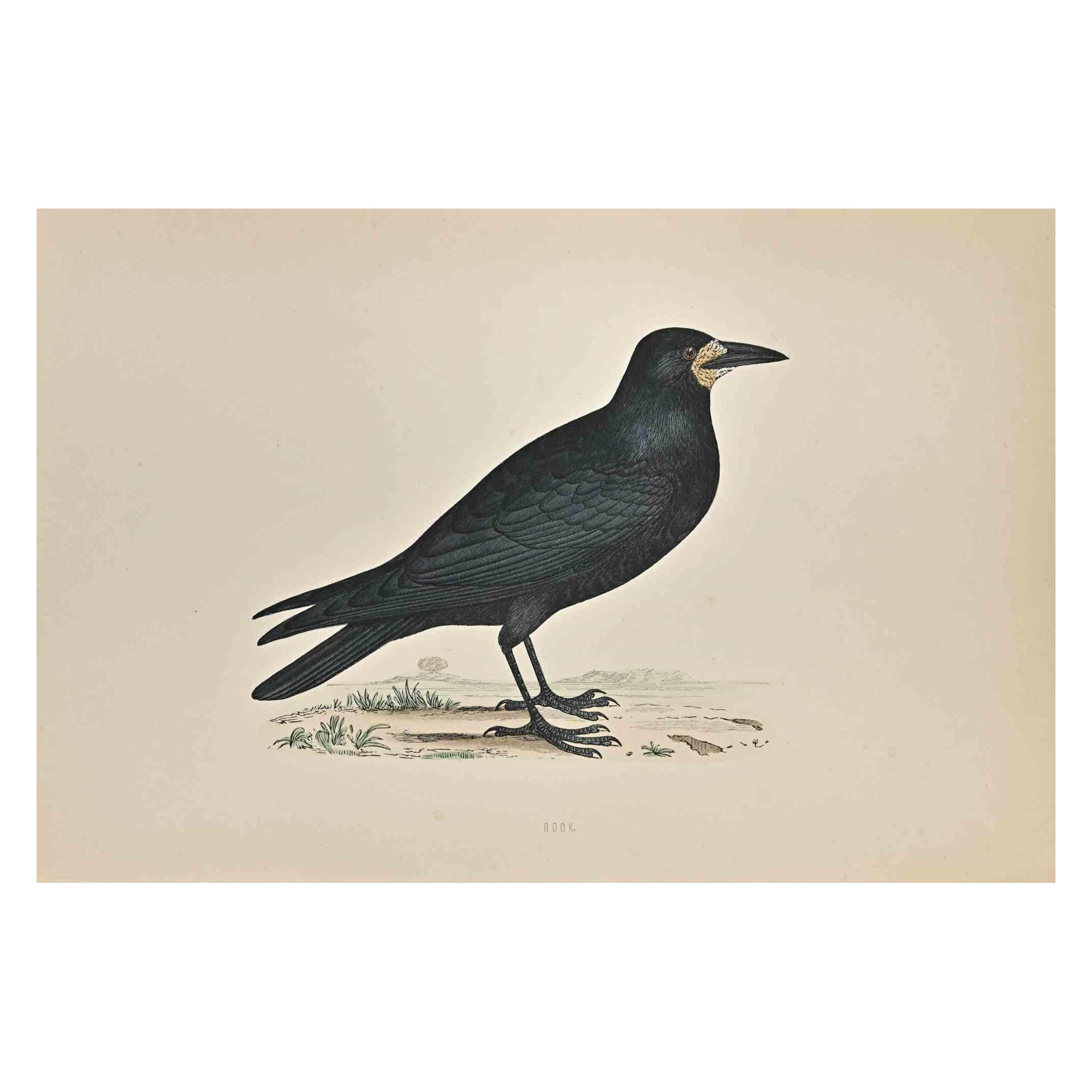  Rook is a modern artwork realized in 1870 by the British artist Alexander Francis Lydon (1836-1917) . 

Woodcut print, hand colored, published by London, Bell & Sons, 1870.  Name of the bird printed in plate. This work is part of a print suite