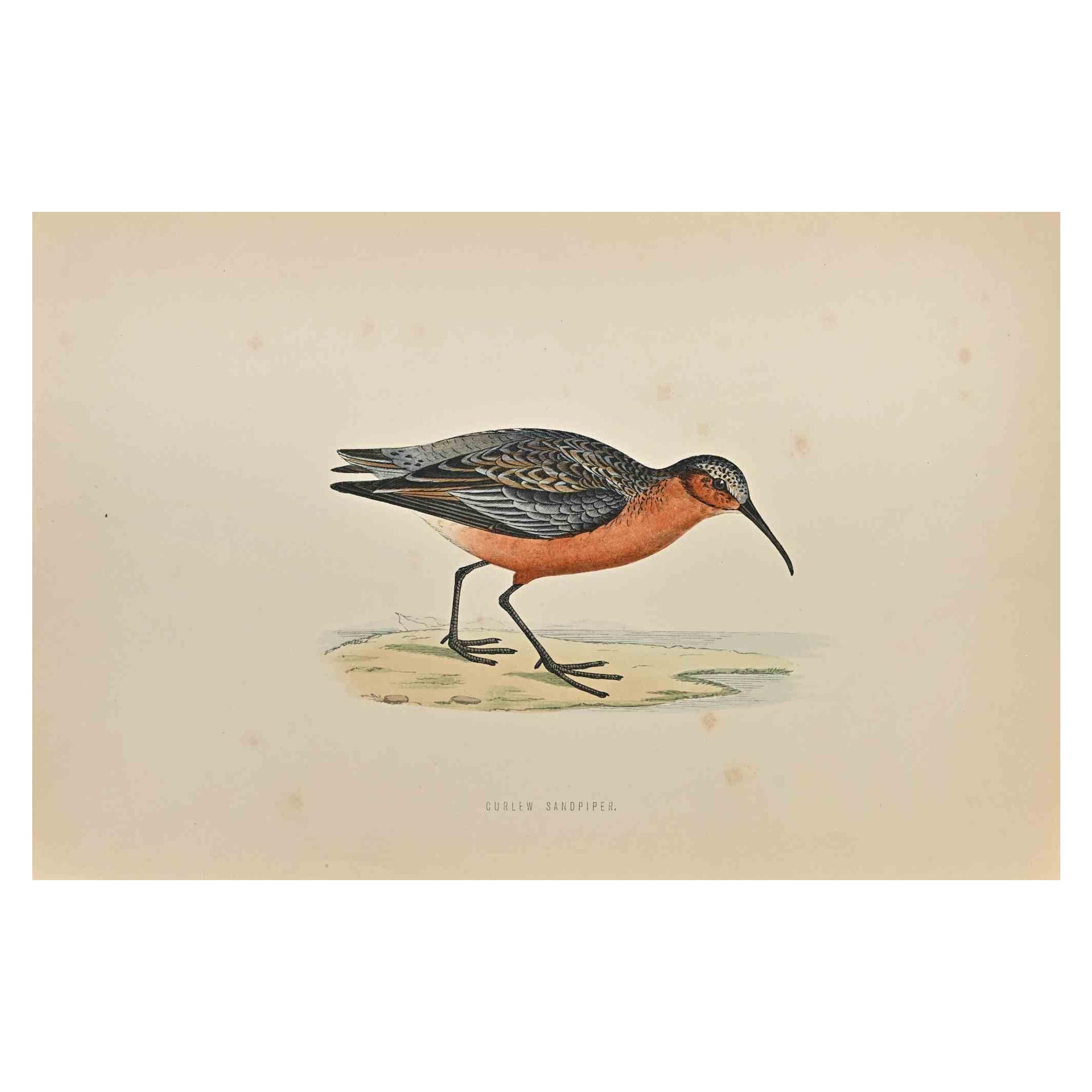 Curlew Sandpiper - Woodcut Print by Alexander Francis Lydon  - 1870