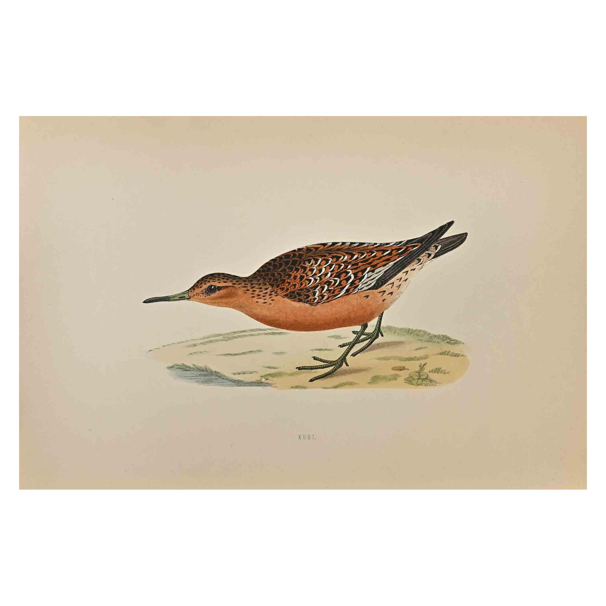 Knot is a modern artwork realized in 1870 by the British artist Alexander Francis Lydon (1836-1917) . 

Woodcut print, hand colored, published by London, Bell & Sons, 1870.  Name of the bird printed in plate. This work is part of a print suite