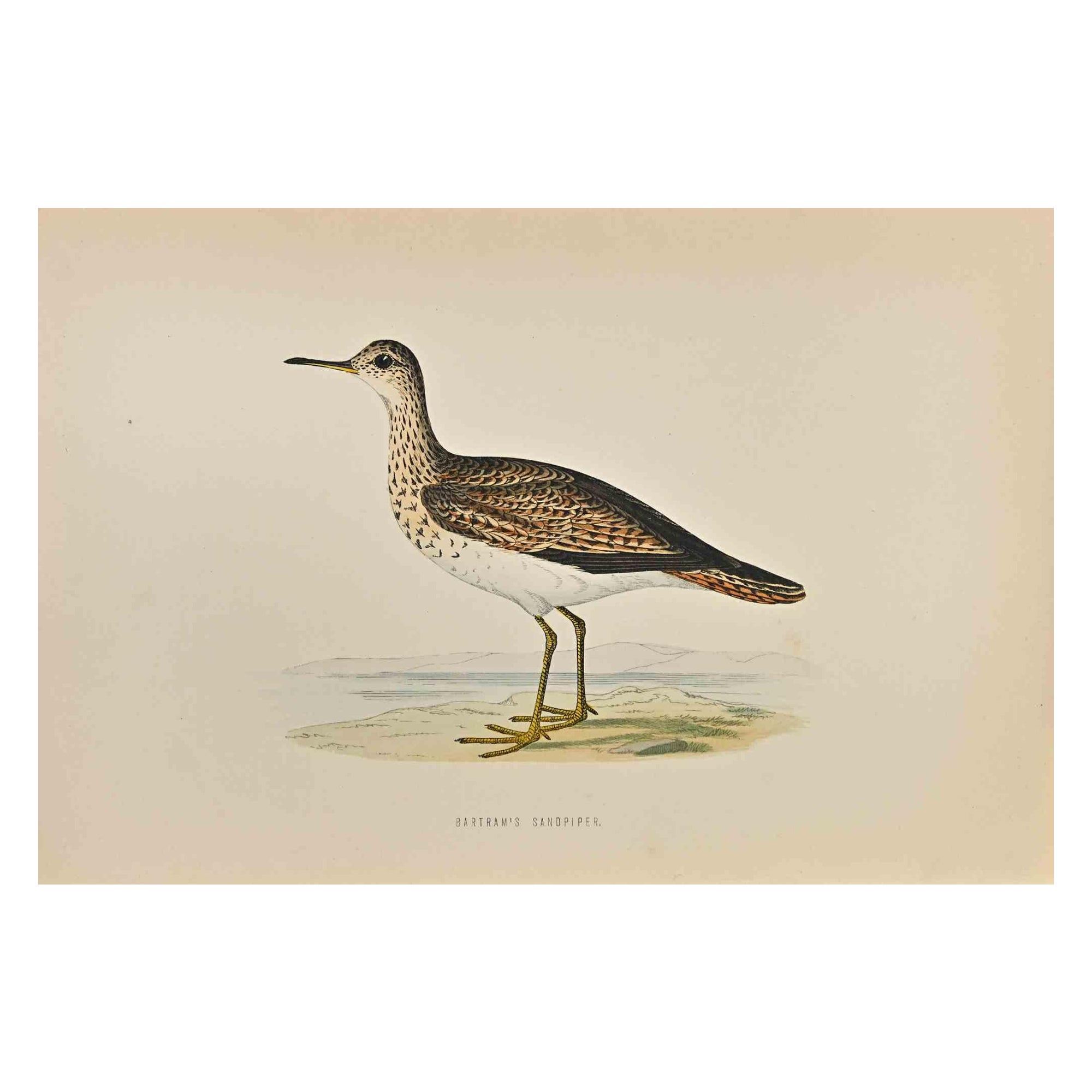 Bartram's  Sandpiper is a modern artwork realized in 1870 by the British artist Alexander Francis Lydon (1836-1917) . 

Woodcut print, hand colored, published by London, Bell & Sons, 1870.  Name of the bird printed in plate. This work is part of a