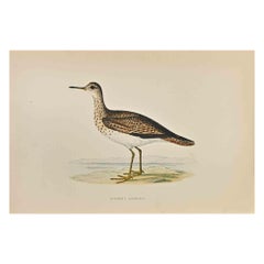 Il piovanello di Bartram - Stampa xilografica di Alexander Francis Lydon  - 1870