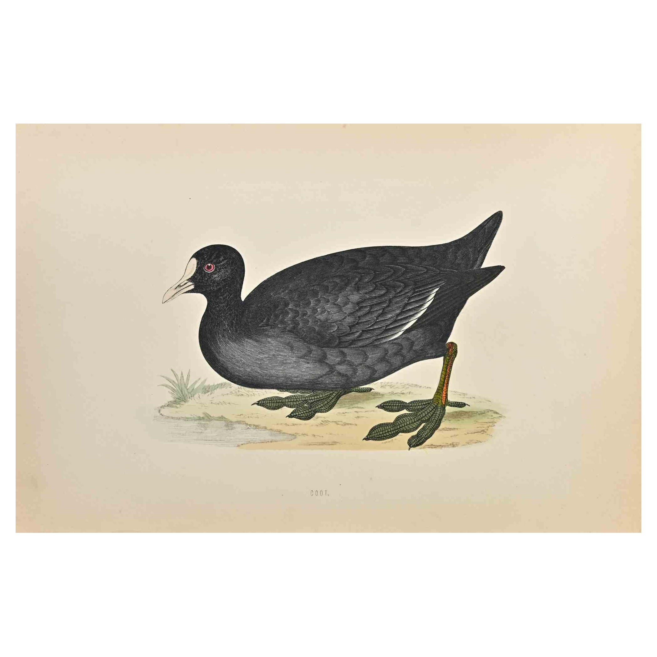 Coot - Woodcut Print by Alexander Francis Lydon  - 1870