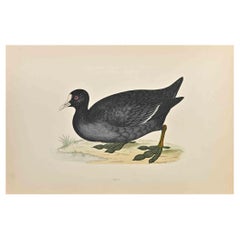 Coot - Woodcut Print by Alexander Francis Lydon  - 1870