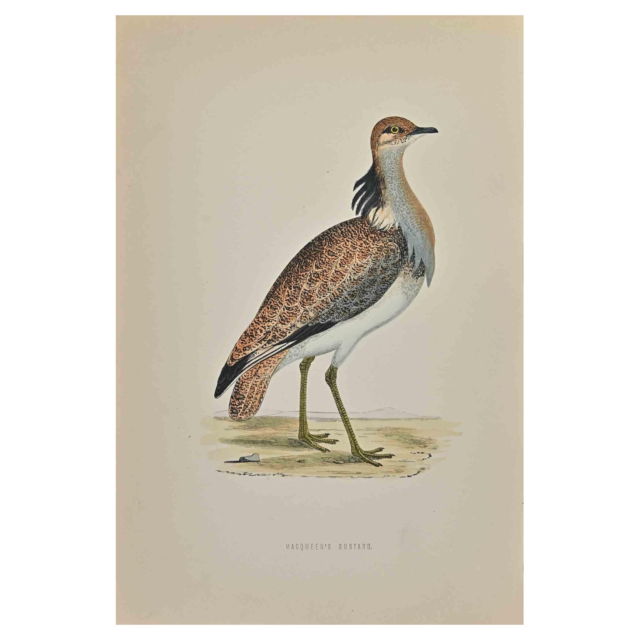 Macqueen's Bustard ist ein modernes Kunstwerk, das 1870 von dem britischen Künstler Alexander Francis Lydon (1836-1917) geschaffen wurde. 

Holzschnitt, handkoloriert, veröffentlicht von London, Bell & Sons, 1870.  Name des Vogels in der Platte