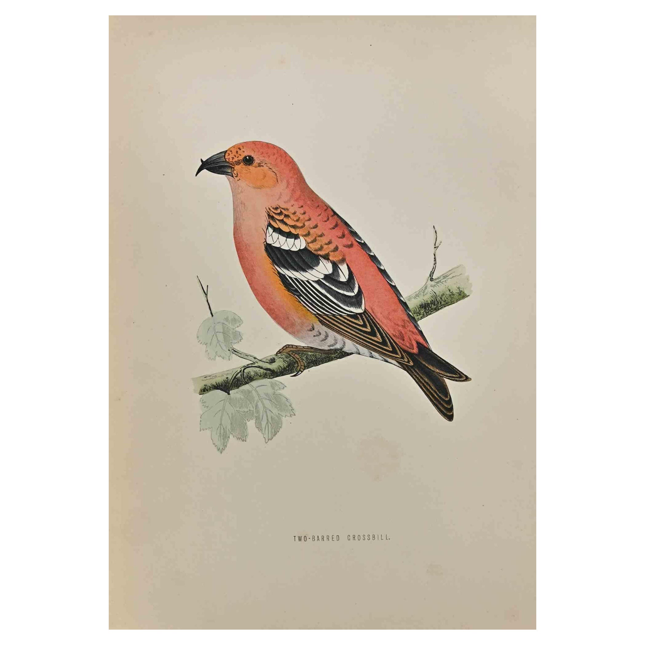 two-barred crossbill