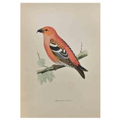 Two-Barred Crossbill - Woodcut Print by Alexander Francis Lydon  - 1870