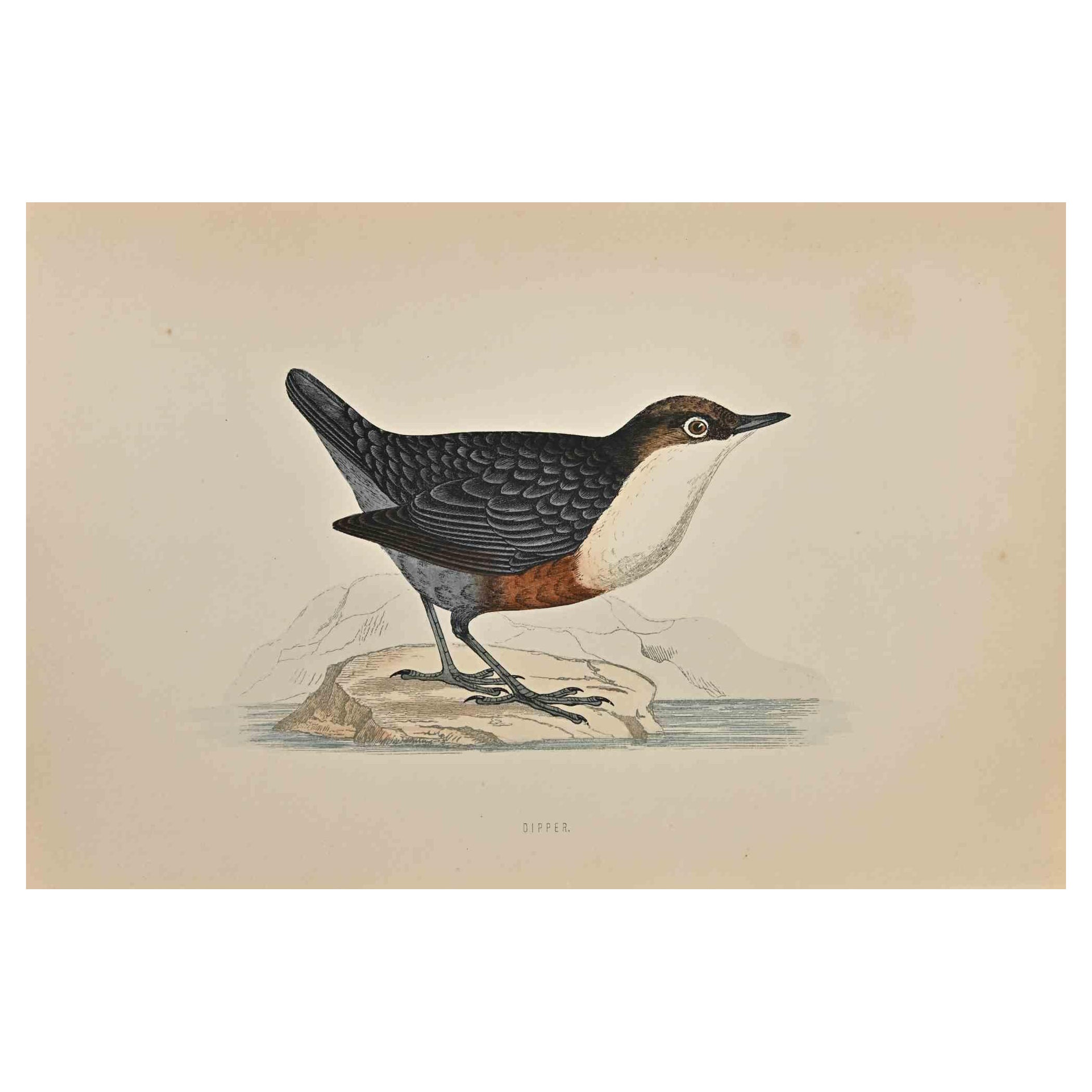 Dipper ist ein modernes Kunstwerk, das 1870 von dem britischen Künstler Alexander Francis Lydon (1836-1917) geschaffen wurde. 

Holzschnitt, handkoloriert, veröffentlicht von London, Bell & Sons, 1870.  Name des Vogels in der Platte gedruckt. Dieses