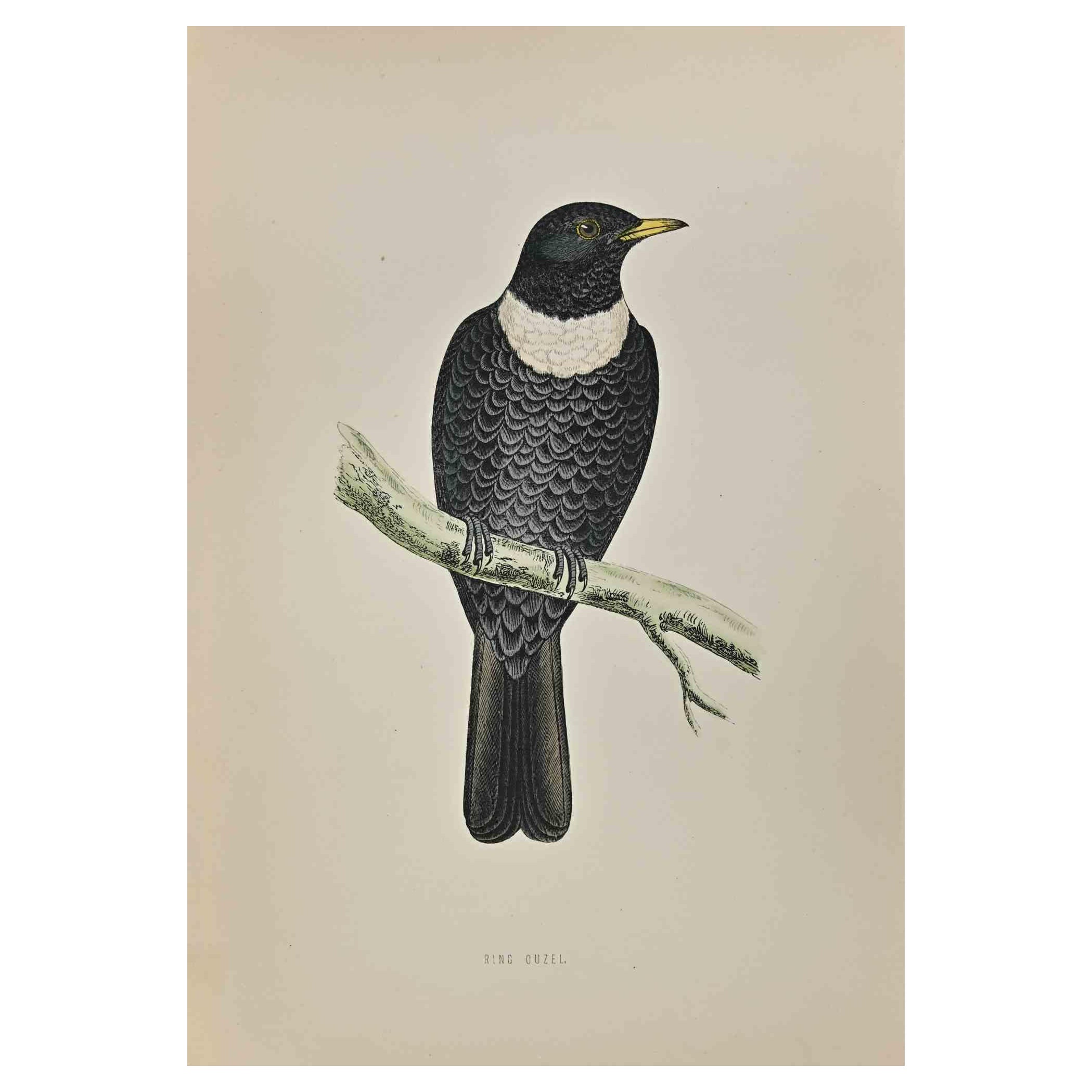  Ring Ouzel is a modern artwork realized in 1870 by the British artist Alexander Francis Lydon (1836-1917) . 

Woodcut print, hand colored, published by London, Bell & Sons, 1870.  Name of the bird printed in plate. This work is part of a print