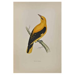 Golden Oriole - Woodcut Print by Alexander Francis Lydon  - 1870
