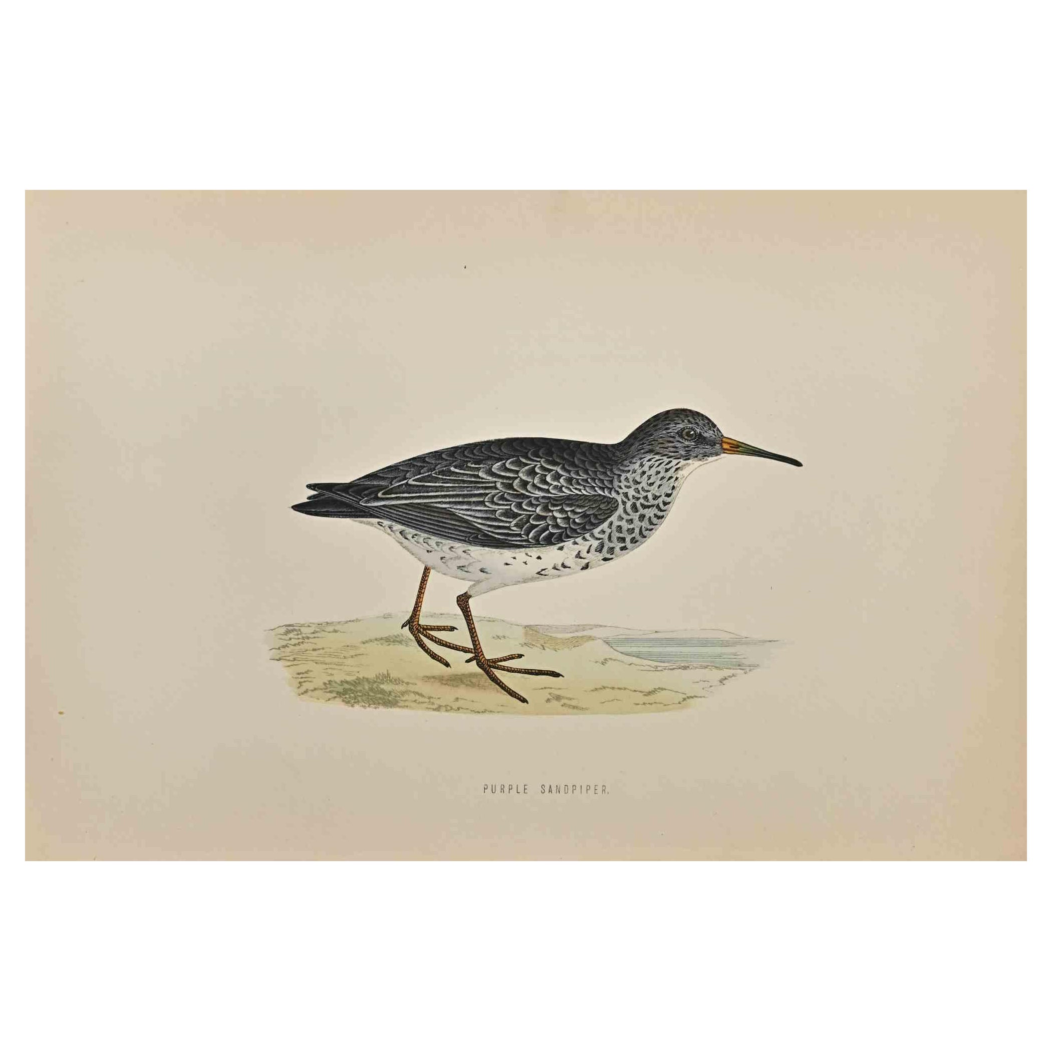 Purple Sandpiper ist ein modernes Kunstwerk, das 1870 von dem britischen Künstler Alexander Francis Lydon (1836-1917) geschaffen wurde. 

Holzschnitt, handkoloriert, veröffentlicht von London, Bell & Sons, 1870.  Name des Vogels in der Platte