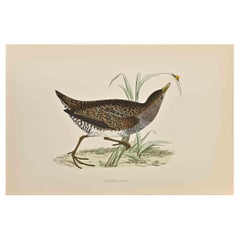 Spotted Crake - Woodcut Print by Alexander Francis Lydon  - 1870