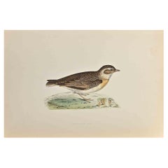 Short-Toed Lark - Woodcut Print by Alexander Francis Lydon  - 1870