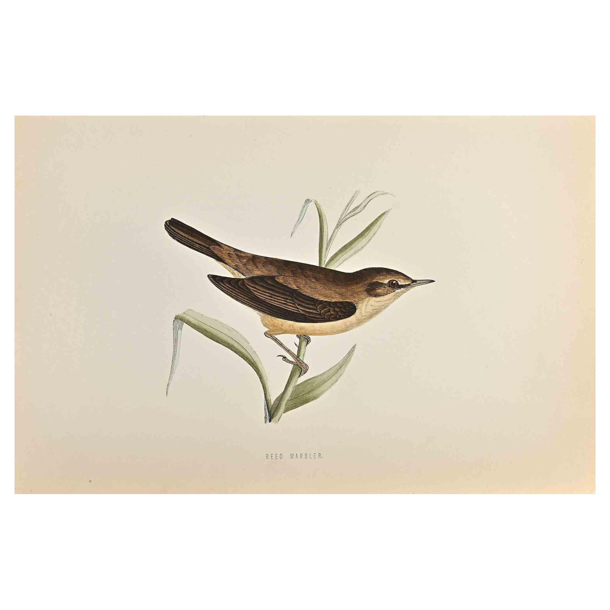 Reed Warbler is a modern artwork realized in 1870 by the British artist Alexander Francis Lydon (1836-1917) . 

Woodcut print, hand colored, published by London, Bell & Sons, 1870.  Name of the bird printed in plate. This work is part of a print