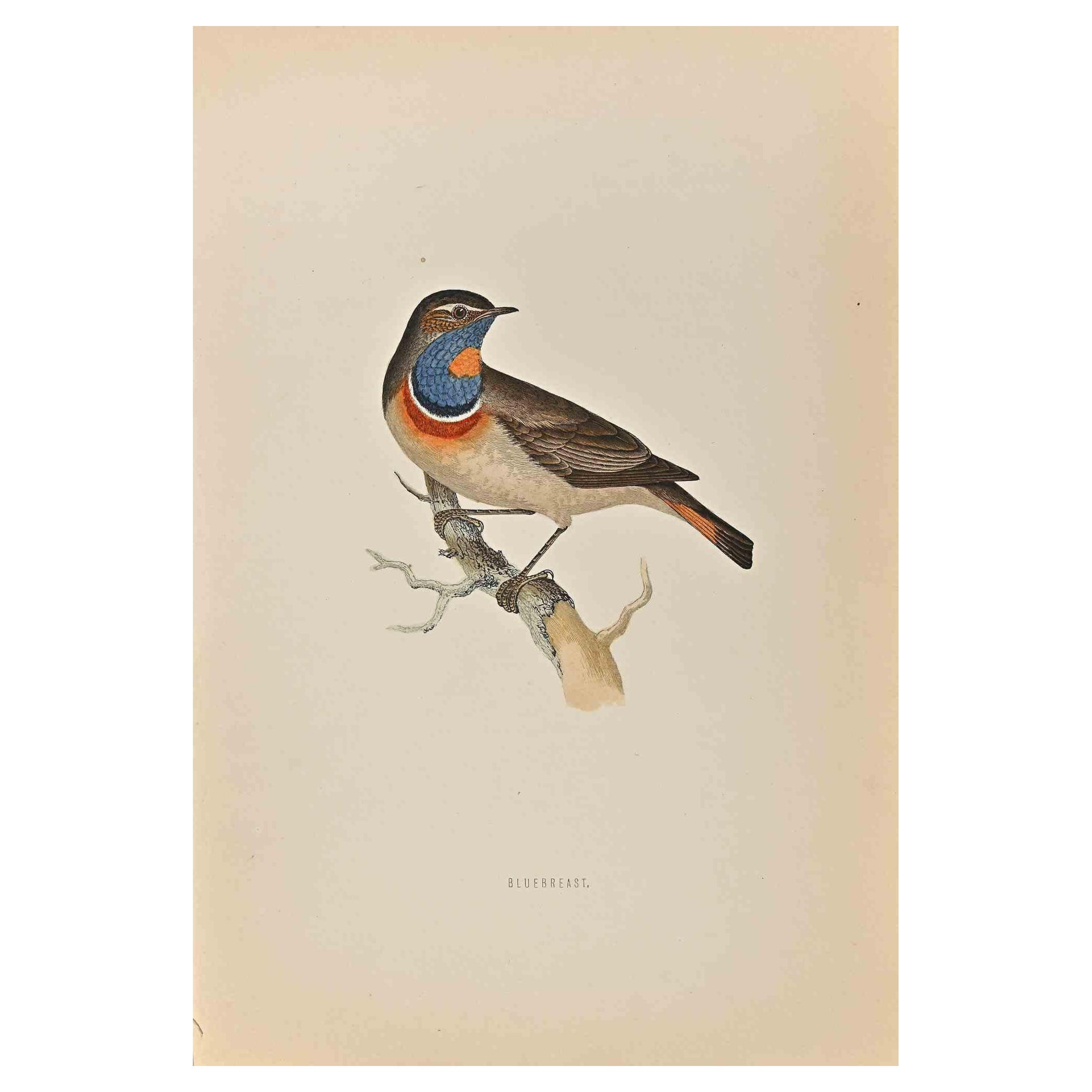 Bluebreast is a modern artwork realized in 1870 by the British artist Alexander Francis Lydon (1836-1917) . 

Woodcut print, hand colored, published by London, Bell & Sons, 1870.  Name of the bird printed in plate. This work is part of a print suite
