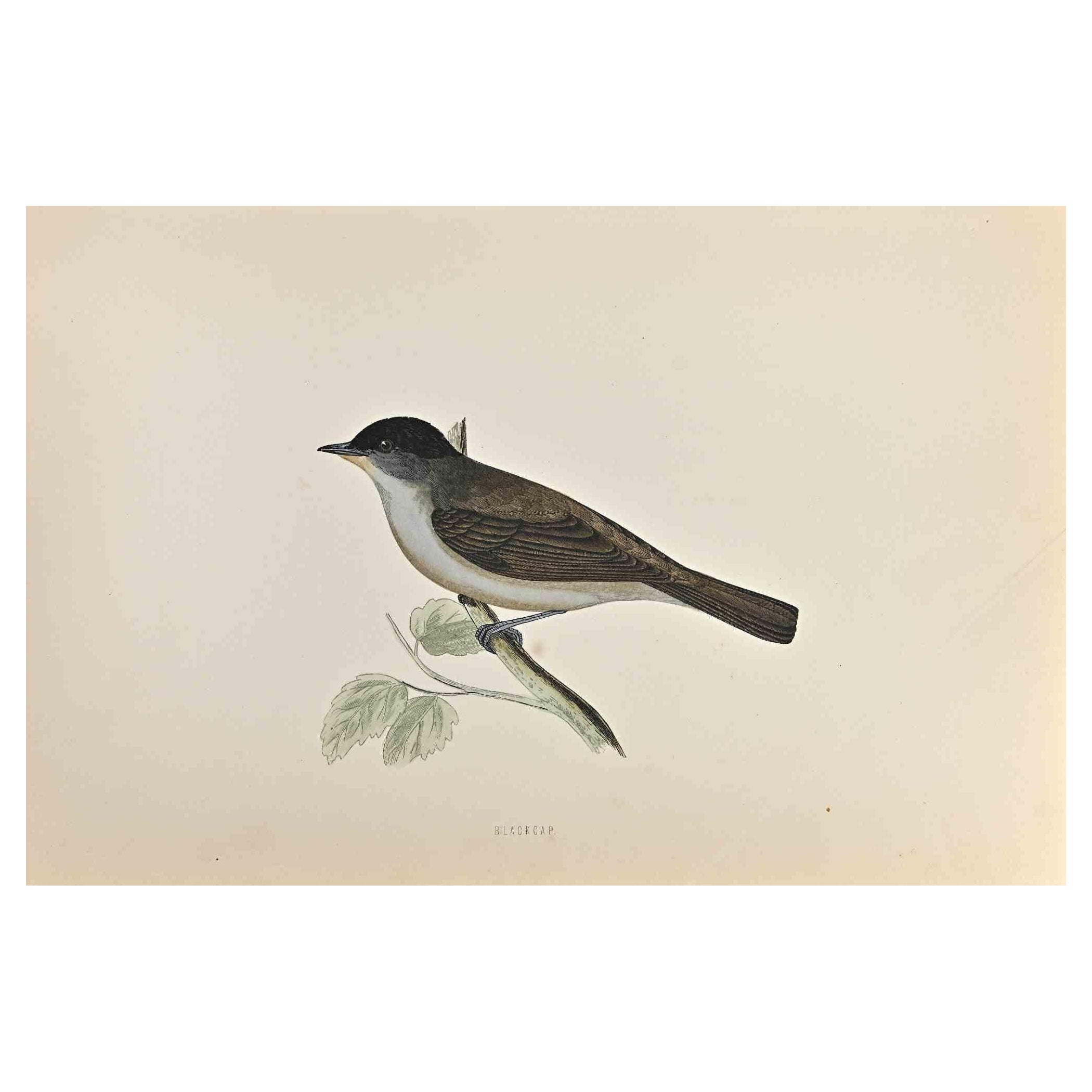 Blackcap is a modern artwork realized in 1870 by the British artist Alexander Francis Lydon (1836-1917) . 

Woodcut print, hand colored, published by London, Bell & Sons, 1870.  Name of the bird printed in plate. This work is part of a print suite
