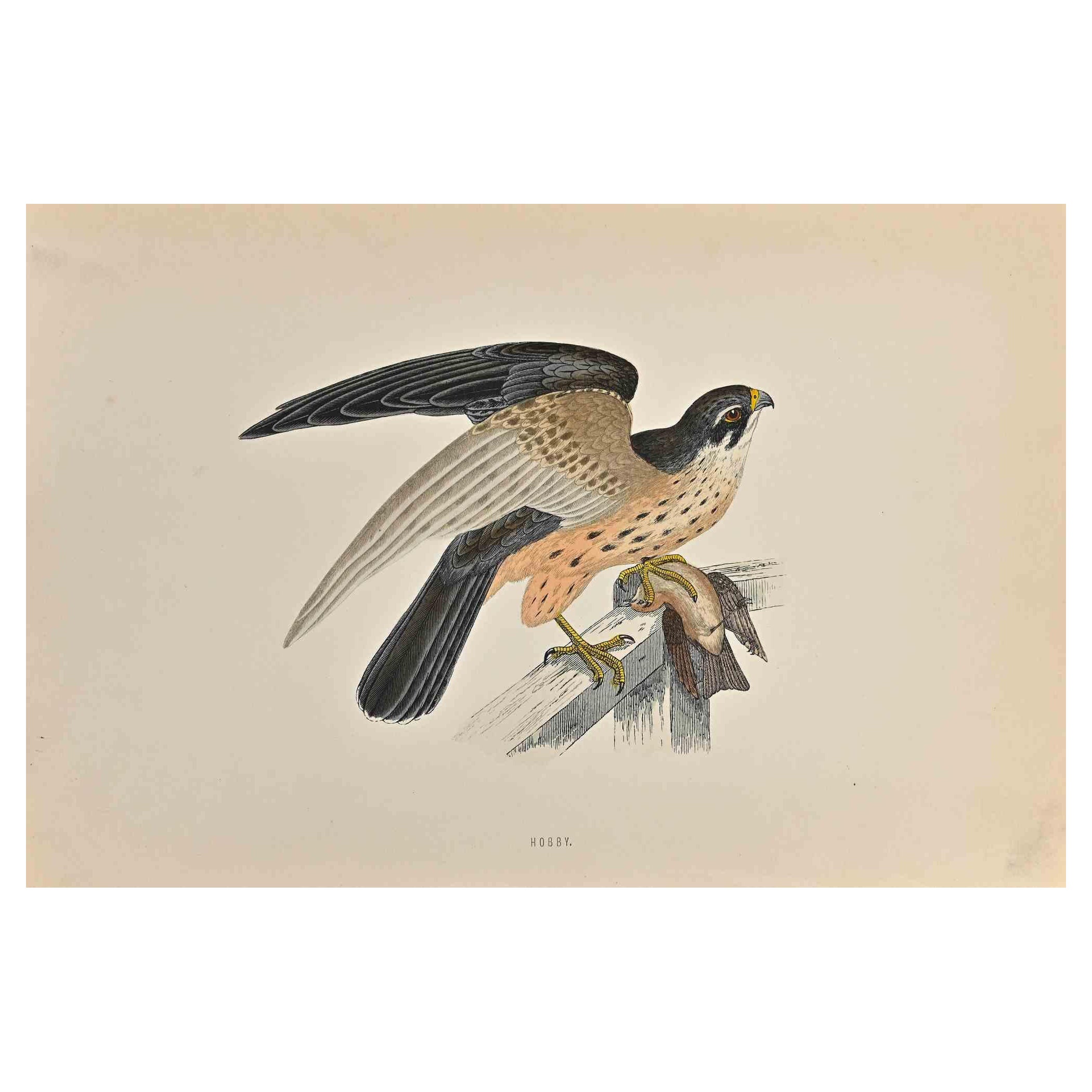 Hobby is a modern artwork realized in 1870 by the British artist Alexander Francis Lydon (1836-1917) . 

Woodcut print, hand colored, published by London, Bell & Sons, 1870.  Name of the bird printed in plate. This work is part of a print suite