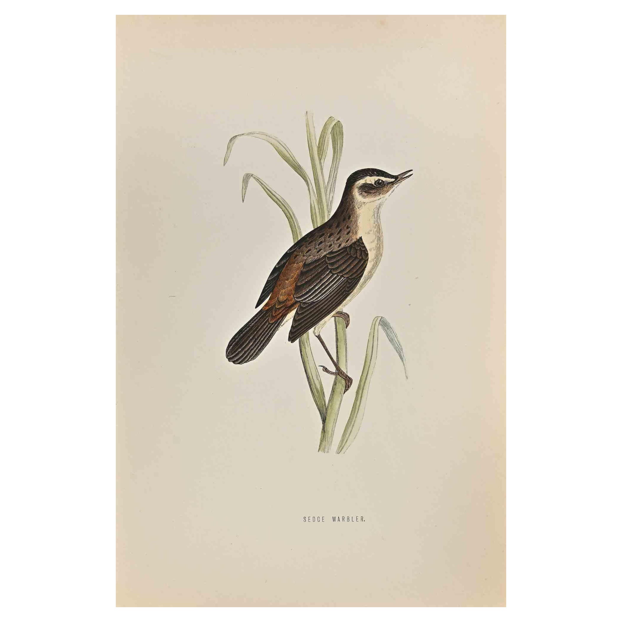 Sedge Warbler is a modern artwork realized in 1870 by the British artist Alexander Francis Lydon (1836-1917) . 

Woodcut print, hand colored, published by London, Bell & Sons, 1870.  Name of the bird printed in plate. This work is part of a print