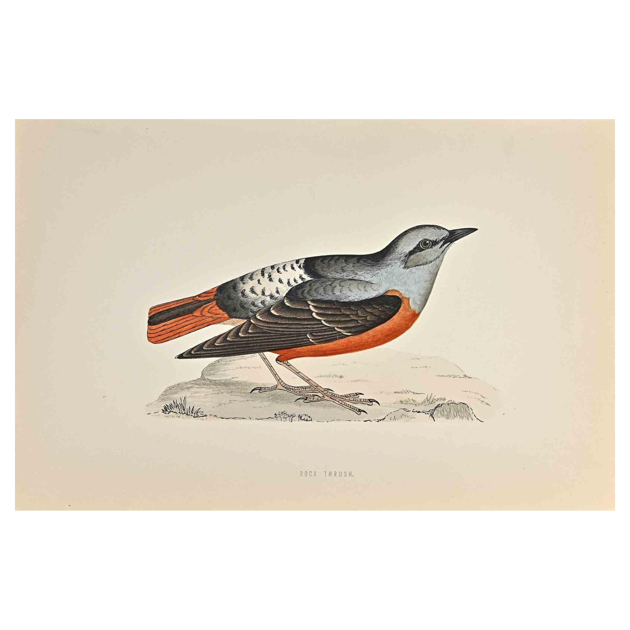 Rock Thrush is a modern artwork realized in 1870 by the British artist Alexander Francis Lydon (1836-1917) . 

Woodcut print, hand colored, published by London, Bell & Sons, 1870.  Name of the bird printed in plate. This work is part of a print