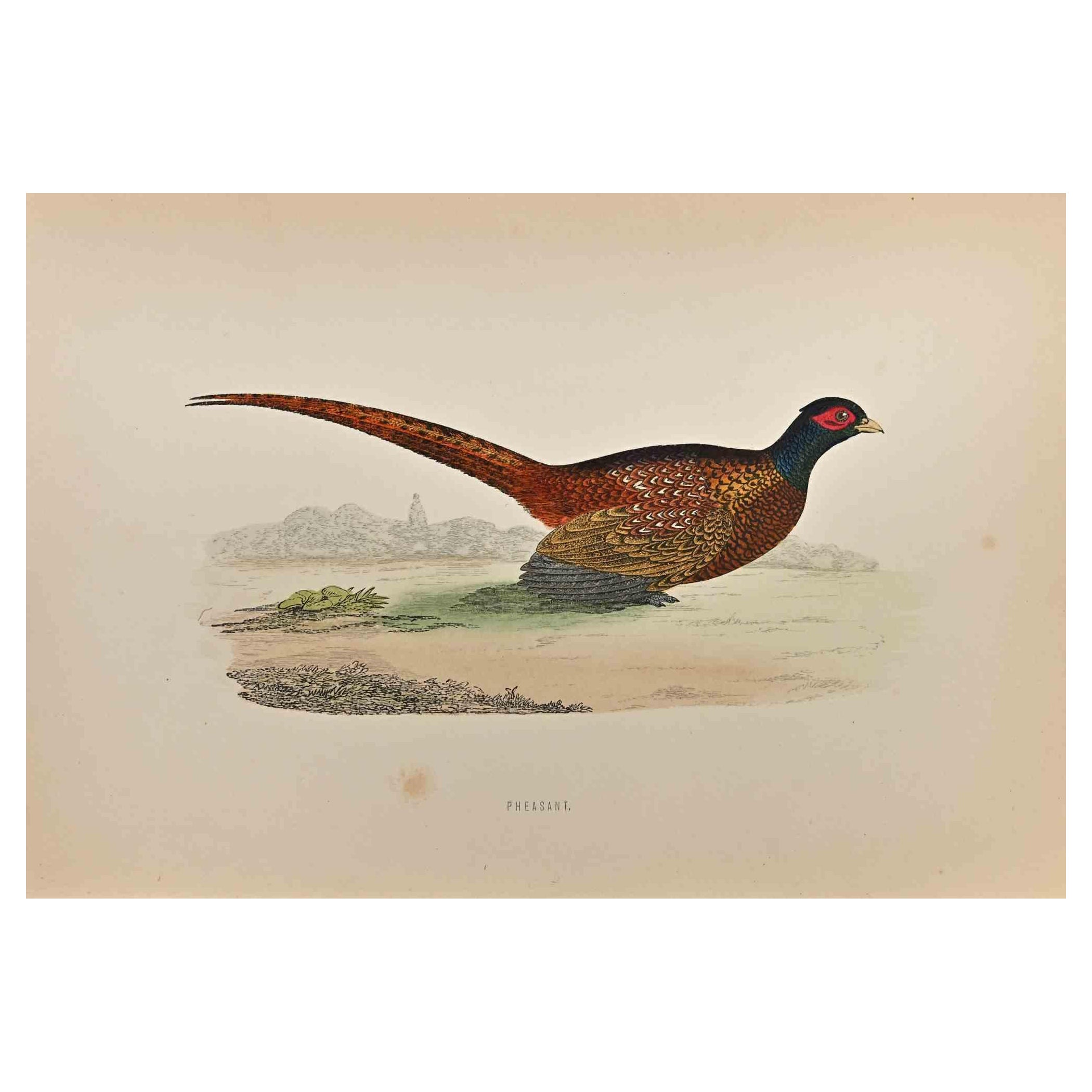 Pheasant is a modern artwork realized in 1870 by the British artist Alexander Francis Lydon (1836-1917) . 

Woodcut print, hand colored, published by London, Bell & Sons, 1870.  Name of the bird printed in plate. This work is part of a print suite