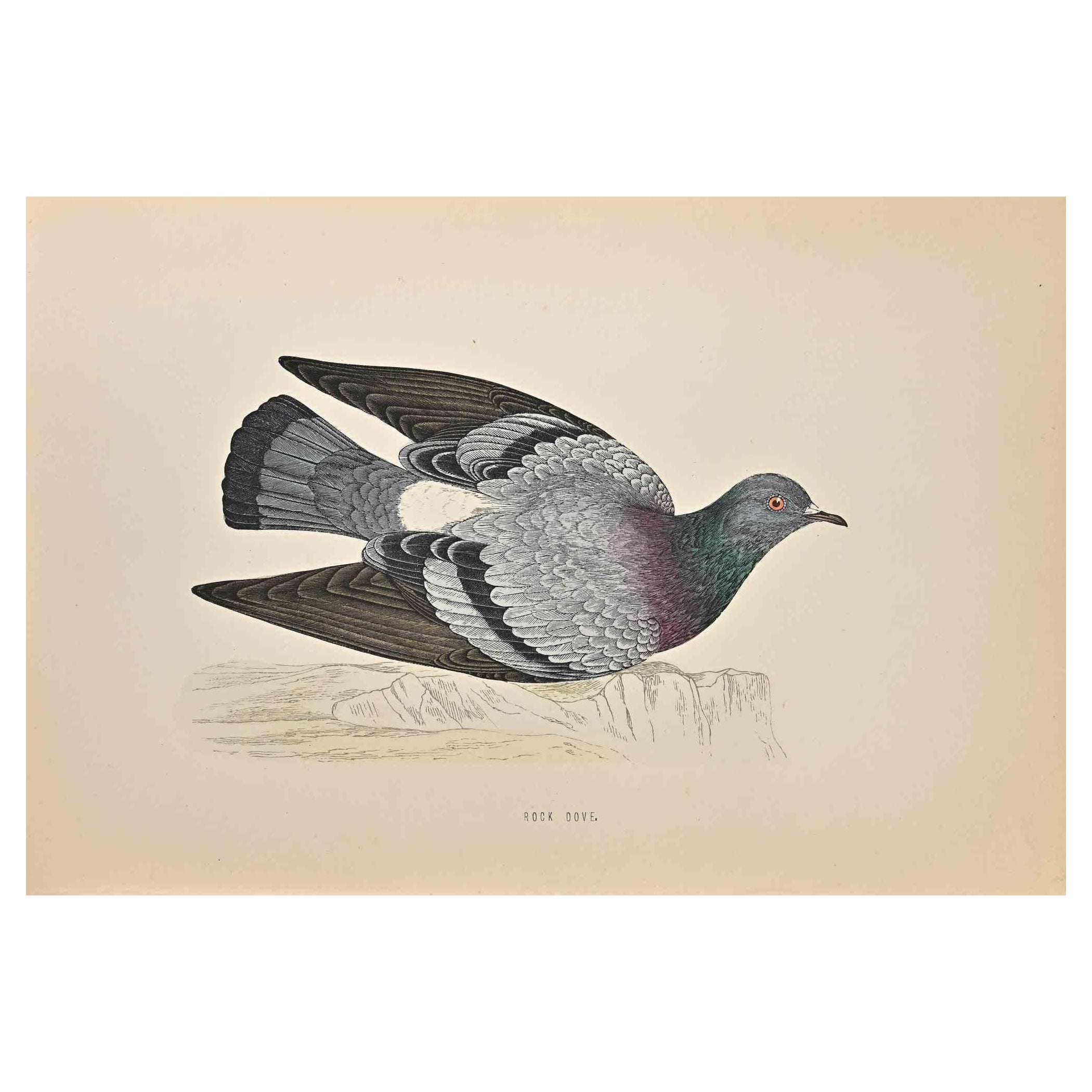 Rock Dove is a modern artwork realized in 1870 by the British artist Alexander Francis Lydon (1836-1917) . 

Woodcut print, hand colored, published by London, Bell & Sons, 1870.  Name of the bird printed in plate. This work is part of a print suite