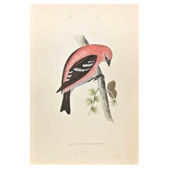 American White-Winged Crossbi - Woodcut Print by Alexander Francis Lydon  - 1870