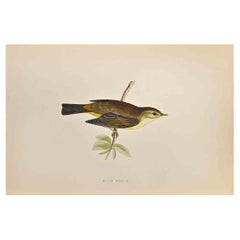 Willow Warbler - Woodcut Print by Alexander Francis Lydon  - 1870