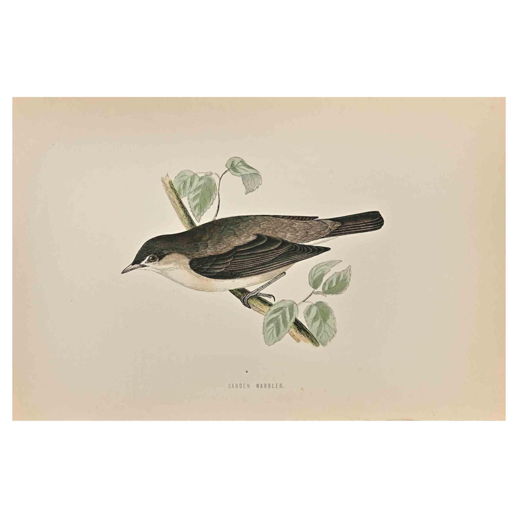 Garden Warbler is a modern artwork realized in 1870 by the British artist Alexander Francis Lydon (1836-1917) . 

Woodcut print, hand colored, published by London, Bell & Sons, 1870.  Name of the bird printed in plate. This work is part of a print