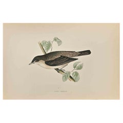 Antique Lesser Garden Warbler - Woodcut Print by Alexander Francis Lydon  - 1870