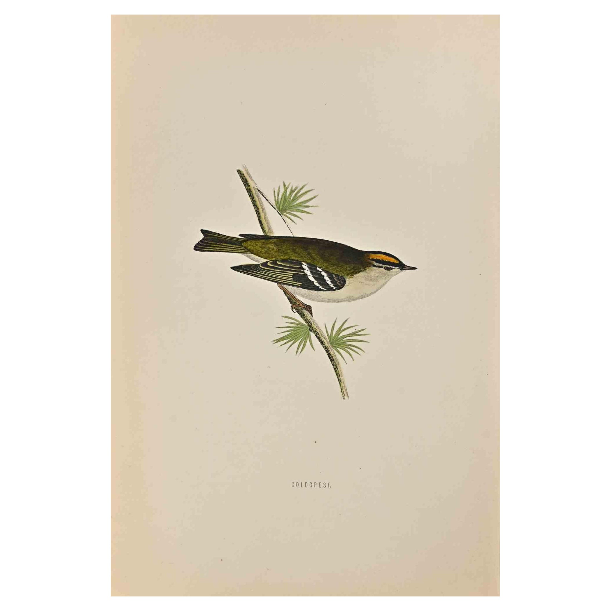 Goldcrest is a modern artwork realized in 1870 by the British artist Alexander Francis Lydon (1836-1917) . 

Woodcut print, hand colored, published by London, Bell & Sons, 1870.  Name of the bird printed in plate. This work is part of a print suite