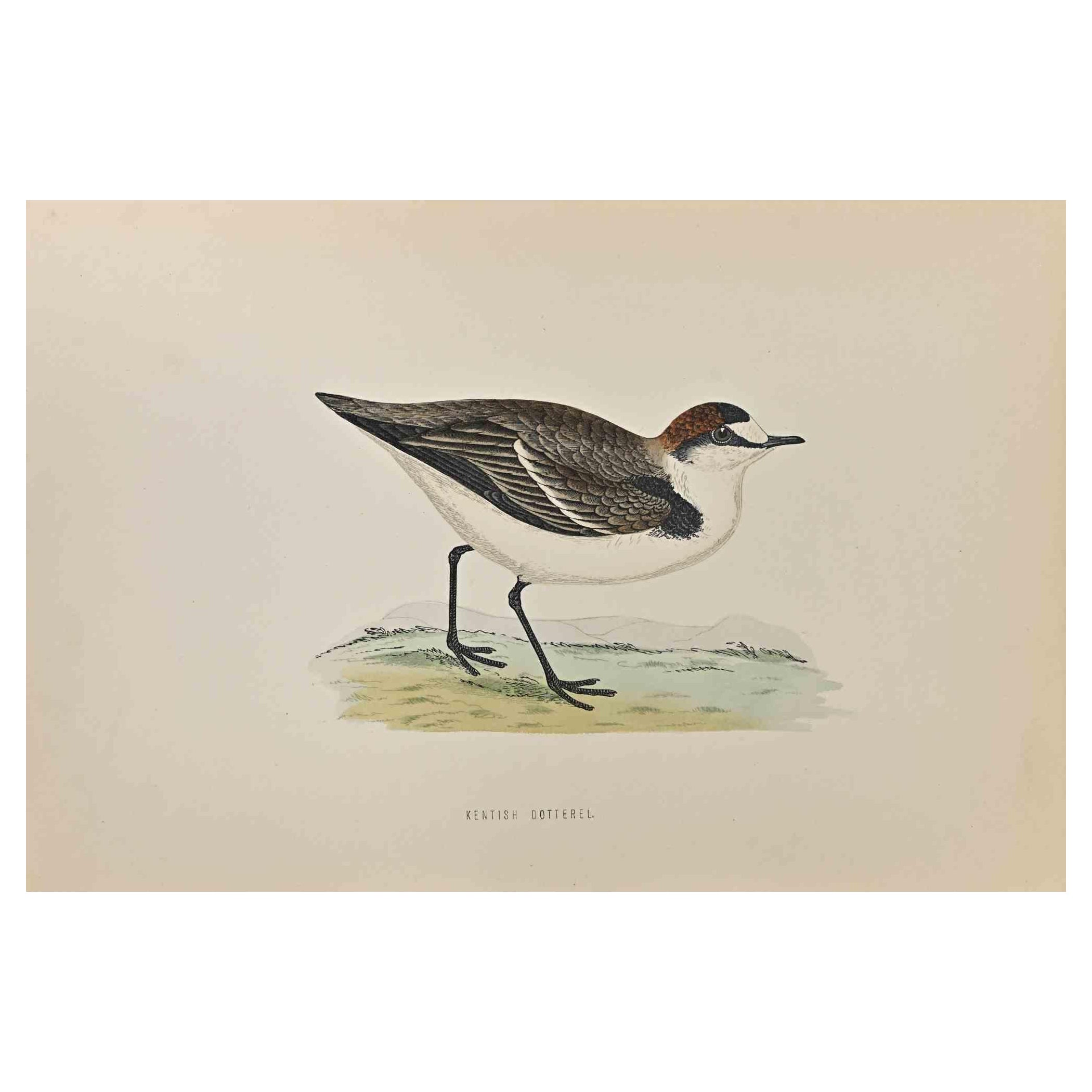 Kentish Dotterel ist ein modernes Kunstwerk, das 1870 von dem britischen Künstler Alexander Francis Lydon (1836-1917) geschaffen wurde. 

Holzschnitt, handkoloriert, veröffentlicht von London, Bell & Sons, 1870.  Name des Vogels in der Platte