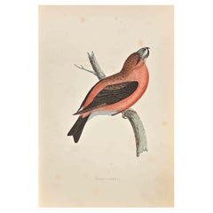 Parrot Crossbill - Woodcut Print by Alexander Francis Lydon  - 1870