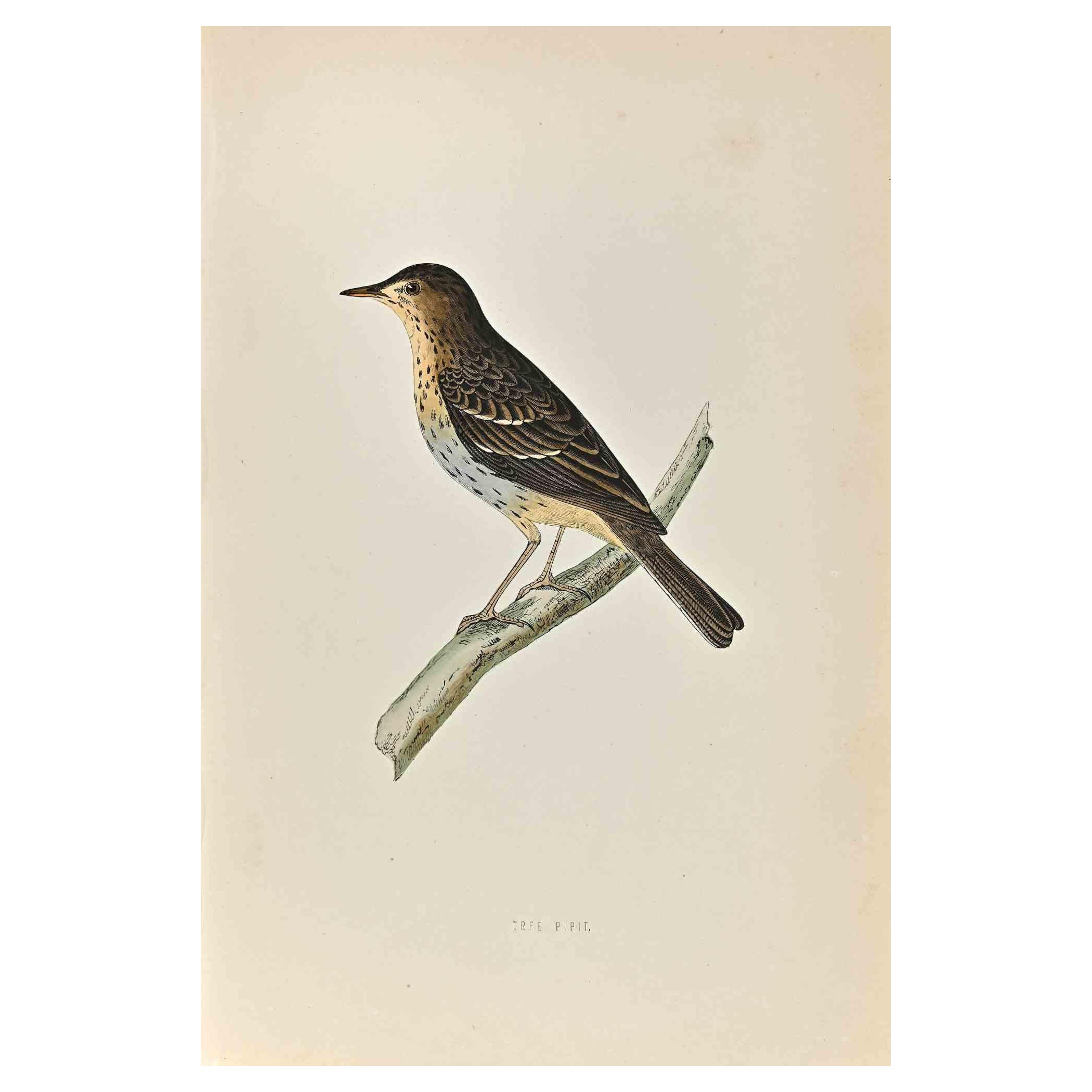 Tree Pipit is a modern artwork realized in 1870 by the British artist Alexander Francis Lydon (1836-1917) . 

Woodcut print, hand colored, published by London, Bell & Sons, 1870.  Name of the bird printed in plate. This work is part of a print suite