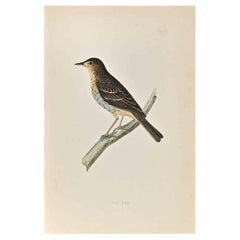 Tree Pipit - Woodcut Print by Alexander Francis Lydon  - 1870