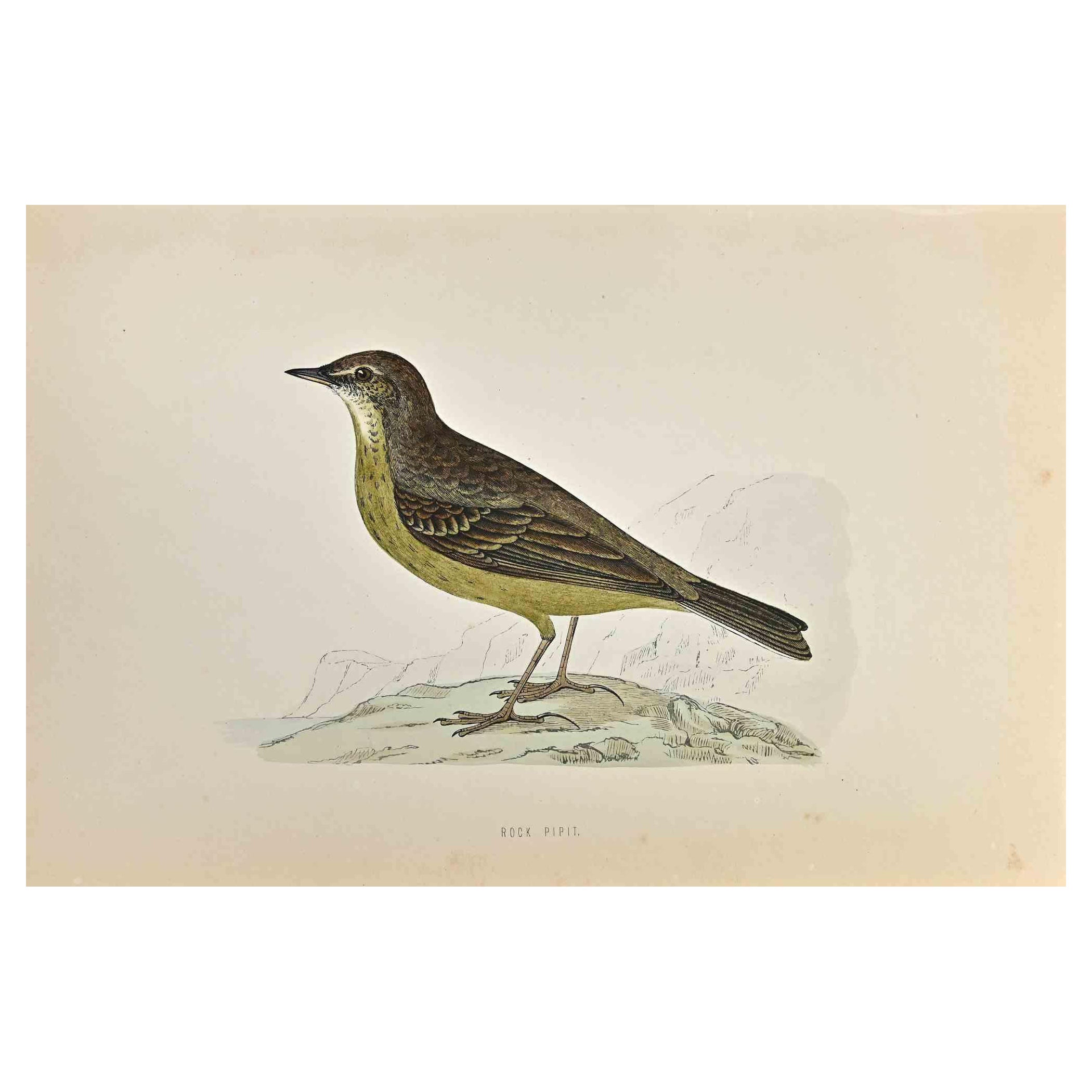 Rock Pipit is a modern artwork realized in 1870 by the British artist Alexander Francis Lydon (1836-1917) . 

Woodcut print, hand colored, published by London, Bell & Sons, 1870.  Name of the bird printed in plate. This work is part of a print suite