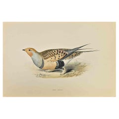 Antique Sand Grouse - Woodcut Print by Alexander Francis Lydon  - 1870