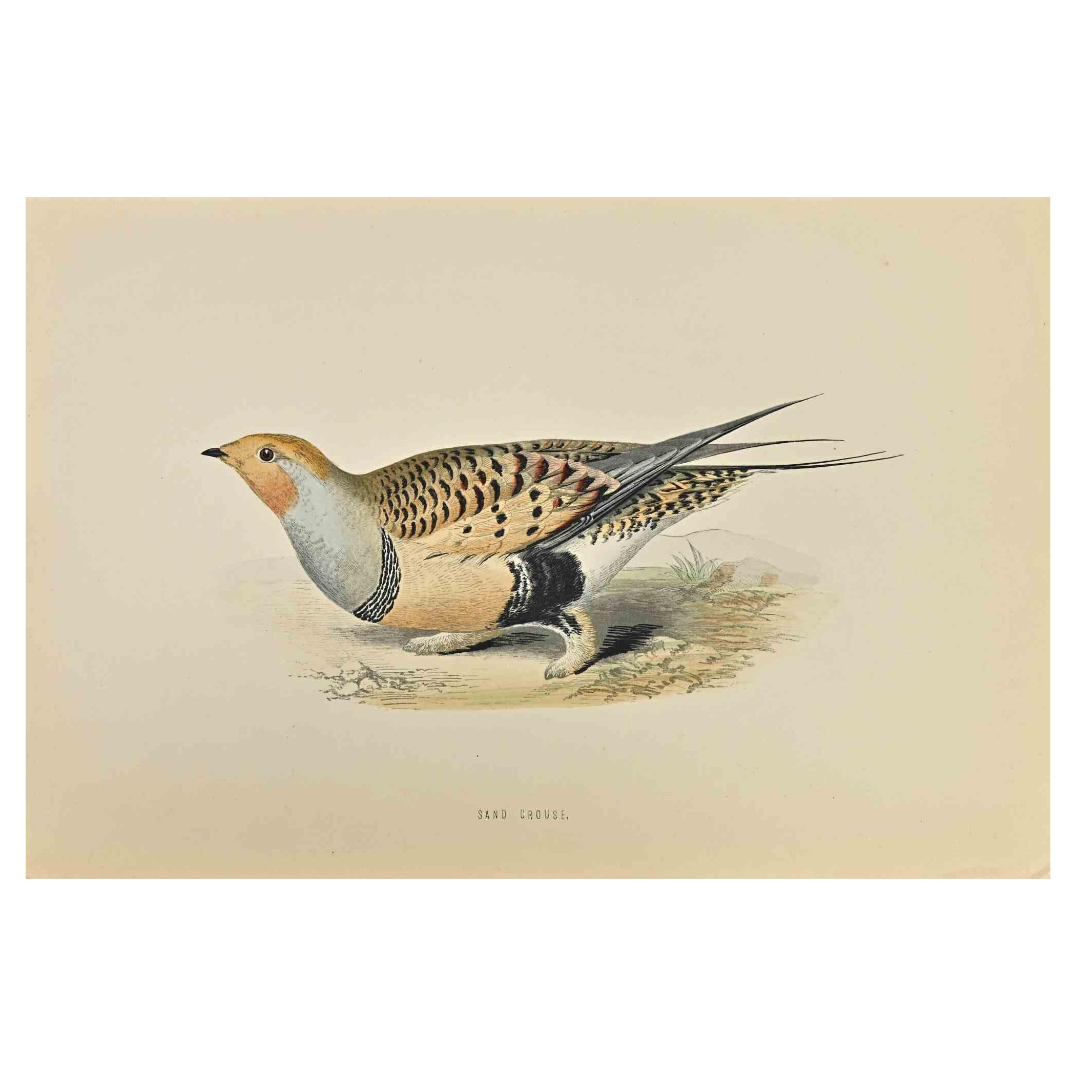 Rufous Sedge Warbler is a modern artwork realized in 1870 by the British artist Alexander Francis Lydon (1836-1917) . 

Woodcut print, hand colored, published by London, Bell & Sons, 1870.  Name of the bird printed in plate. This work is part of a
